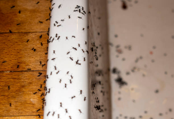 Best Local Pest Control Services  in Comstock Northwest, MI